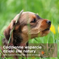 AniForte Na wątrobę dla psów, proszek, 100 g