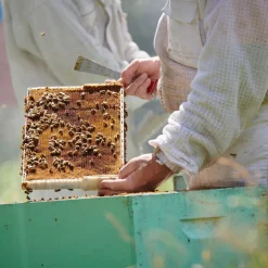 Haddrell's, Manuka Honey, miód manuka UMF16+, MGO570+, 500 g