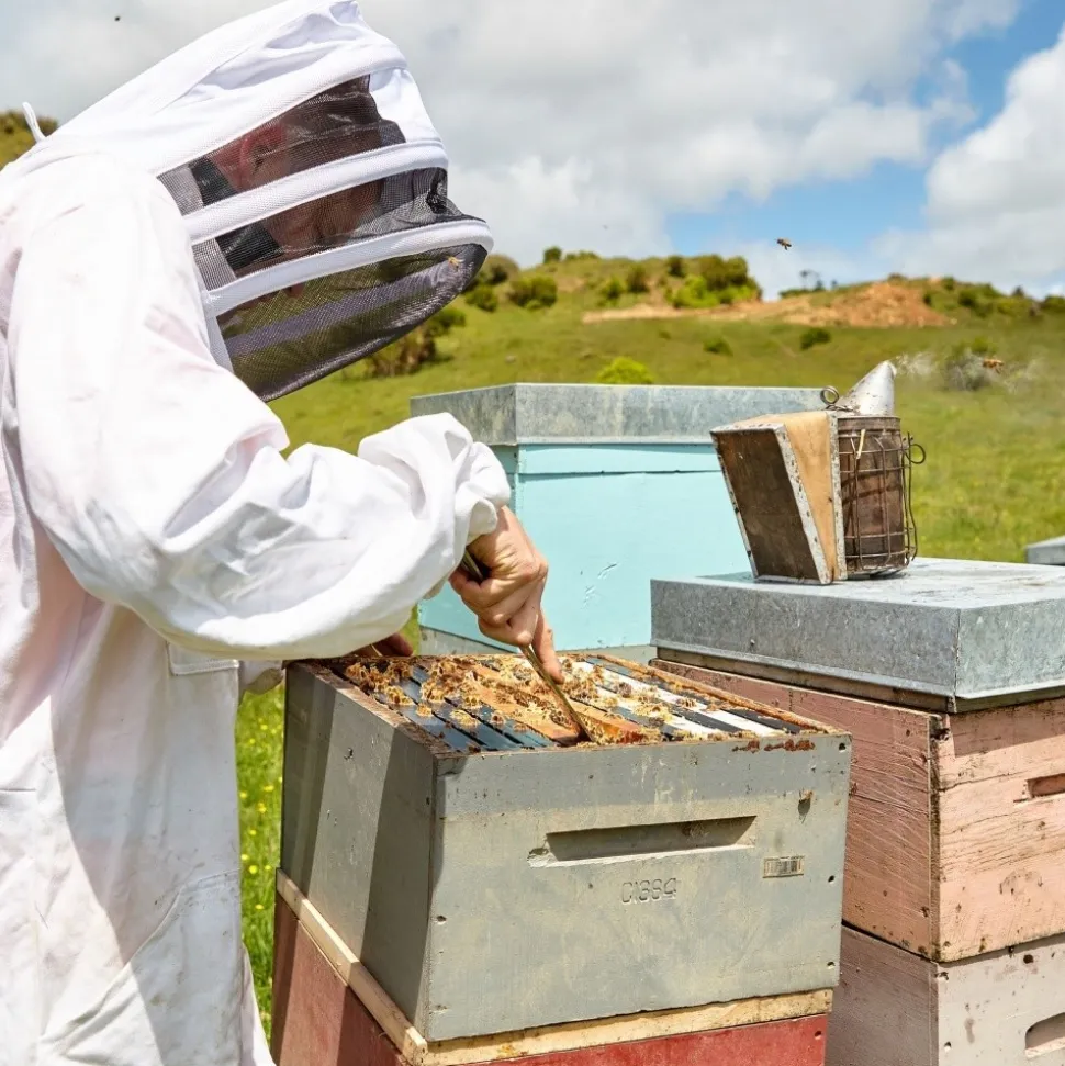 Haddrell's, Manuka Honey, miód manuka UMF13+, MGO404+, 250 g