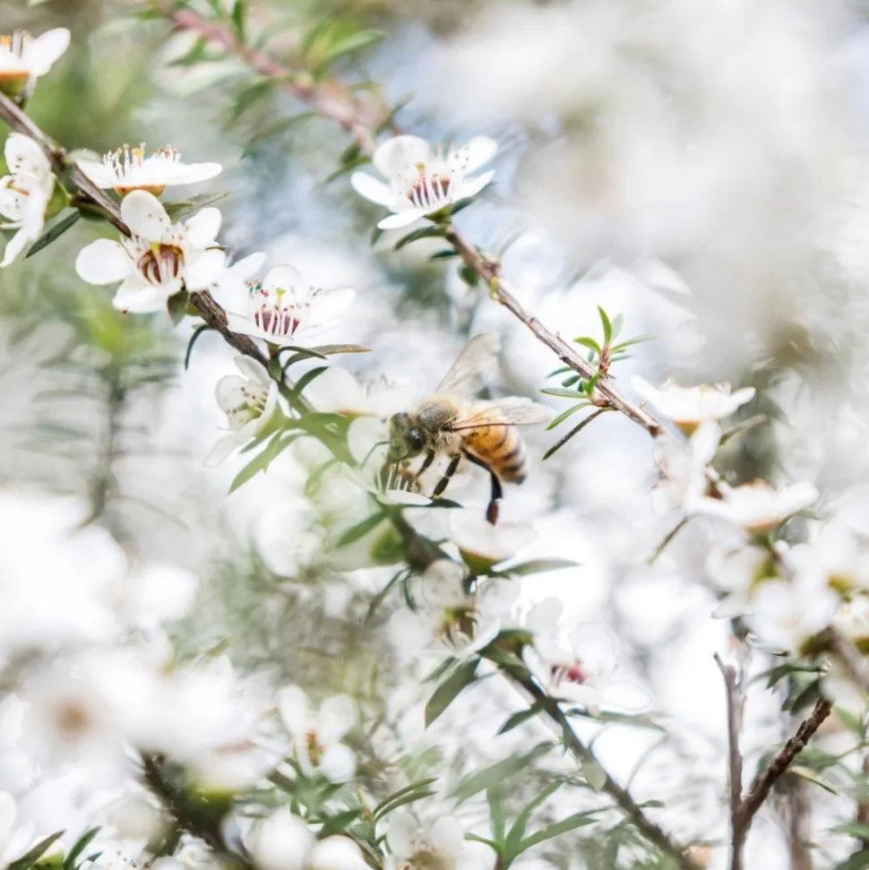 Haddrell's, Manuka Honey, miód manuka UMF13+, MGO404+, 250 g