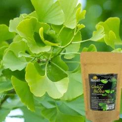 Proherbis Gerbatka Ginkgo Biloba, liście cięte, 100 g