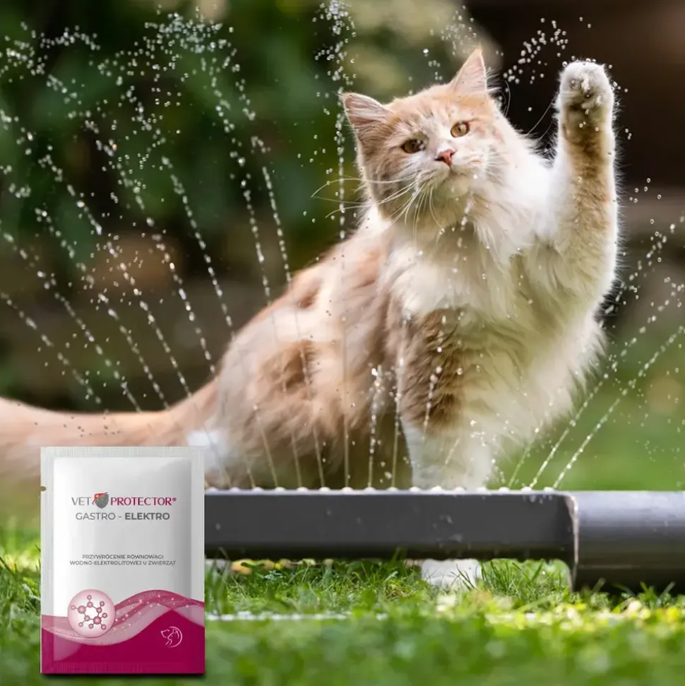 Vet Protector Gastro-Elektro, proszek, 3 g